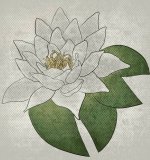 Flower.jpg